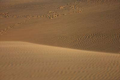 Ripples in the Dunes