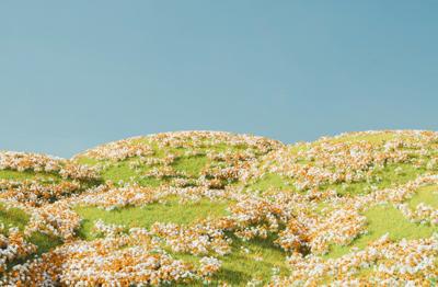 Wildflower Hillside