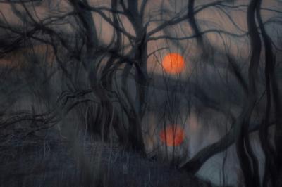 Haunted Forest Sunset