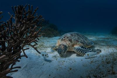Sea Turtle