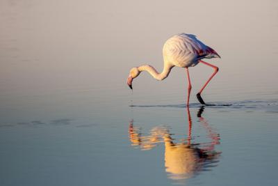 Flamingo in Still Water