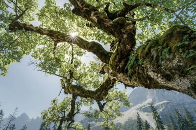 Mossy Mountain Tree