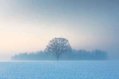Misty Winter Tree