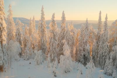 Snowy Winter Forest